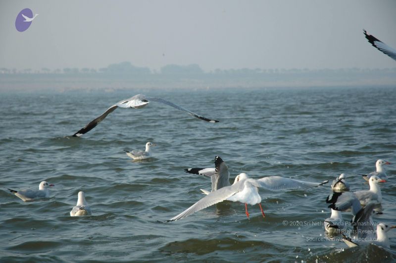 File:20060108 Picture 442 CMP WM.jpg