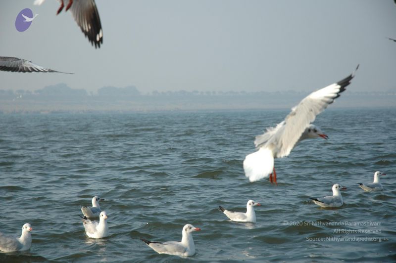 File:20060108 Picture 443 CMP WM.jpg