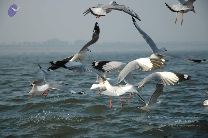 File:20060108 Picture 444 CMP WM.jpg