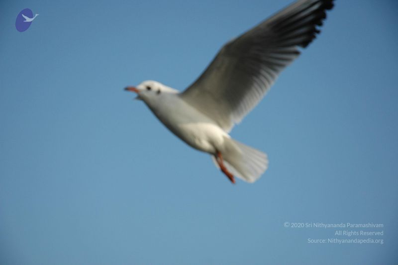 File:20060108 Picture 447 CMP WM.jpg