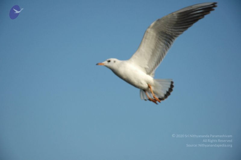 File:20060108 Picture 448 CMP WM.jpg