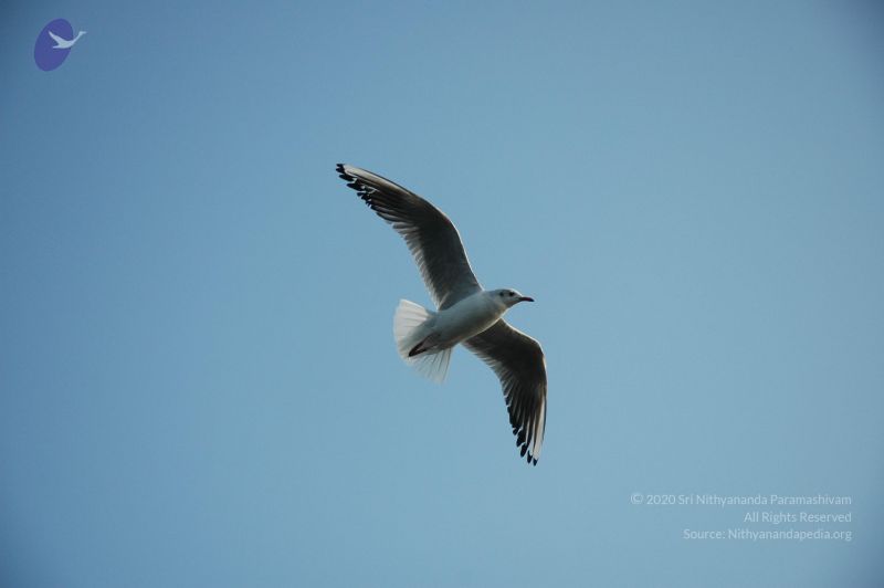 File:20060108 Picture 452 CMP WM.jpg