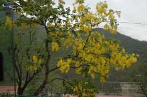 20060603 DSC 0007 CMP WM.jpg