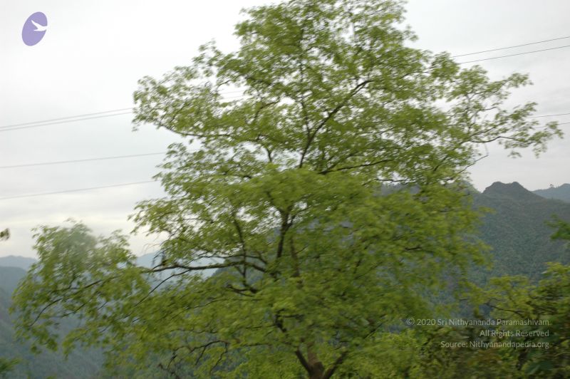 File:20060603 DSC 0091 CMP WM.jpg