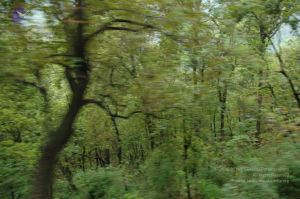 20060603 DSC 0145 CMP WM.jpg