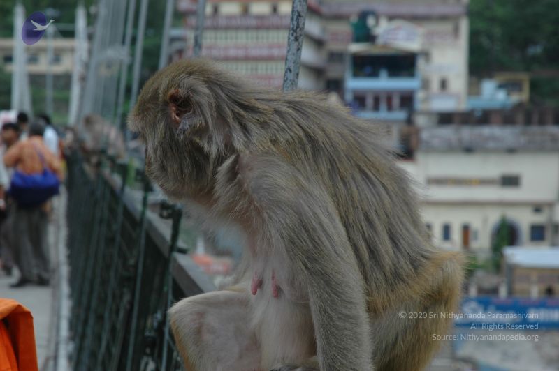 File:20060603 DSC 0166 CMP WM.jpg