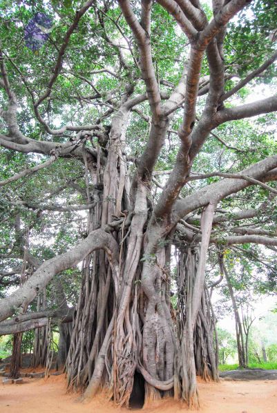 File:20060818 Photo 1223 1E6DYh8dQjaQgcGUXqxaNg0AOiCOF3xvA.JPG