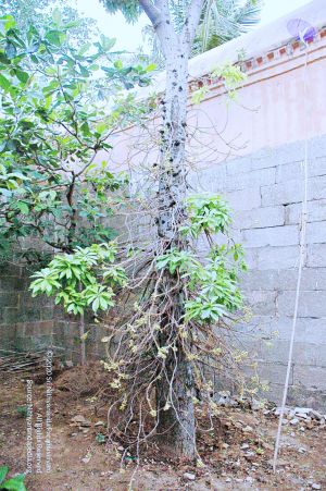 20060821 Photo 100 16teLCcGP1cB1e2f4t5M0YHGd5arZGnFk.jpg