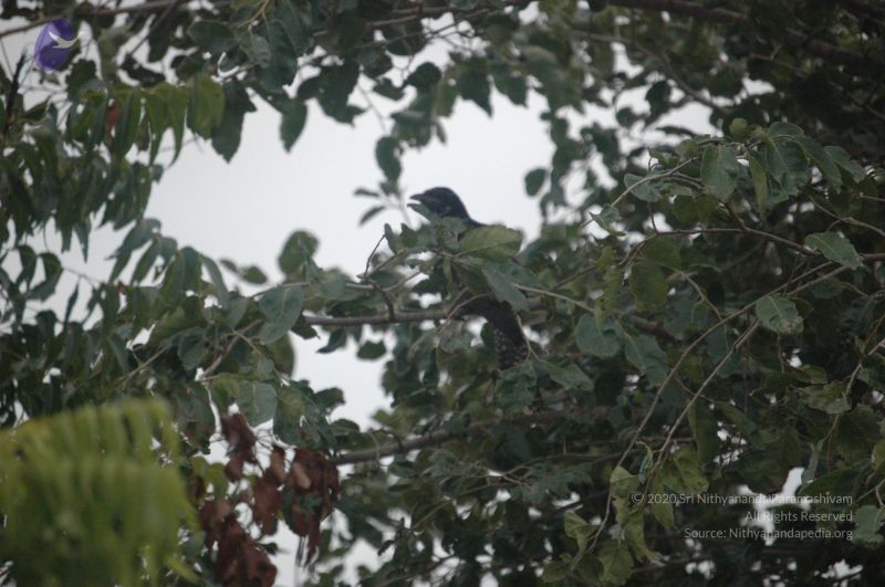 File:20060921 Photo 1123 1H7wXFEfjckBbuF1nZ9bLzS1eoUUS2Dcn.JPG