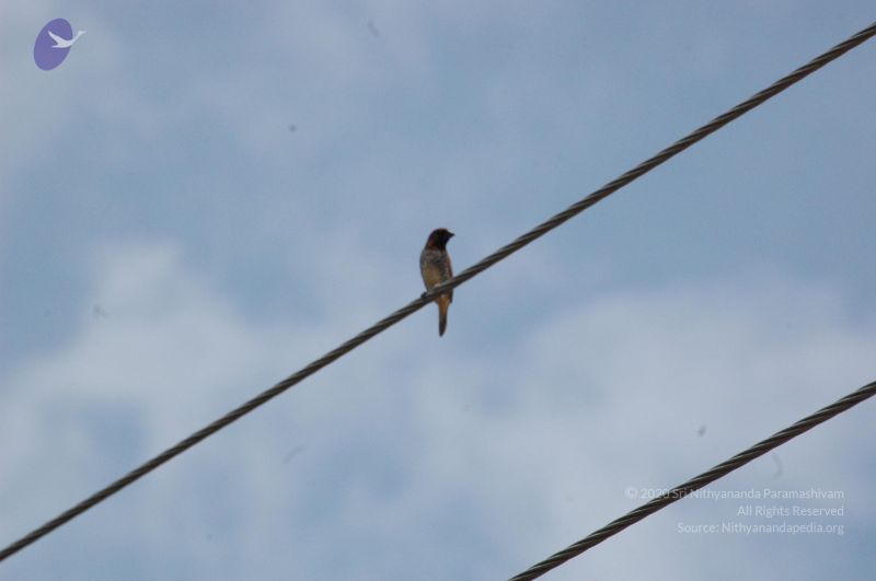 File:20060921 Photo 1208 1NkVa3BiLWMr4w5cnFIkKlUzDS5O1rEmk.JPG