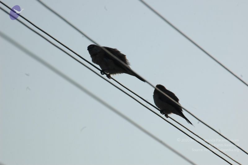 File:20060926 Photo 1116 1EpLggMSw5v12rcUycdET8EMGmms3VA0k.JPG