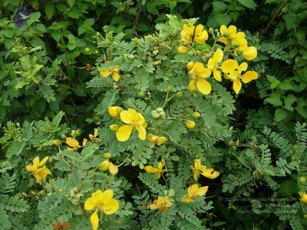 20061001 Photo 1137 103CwxT6pH-k485GznQ3b6v5MJYvd5GKE.JPG