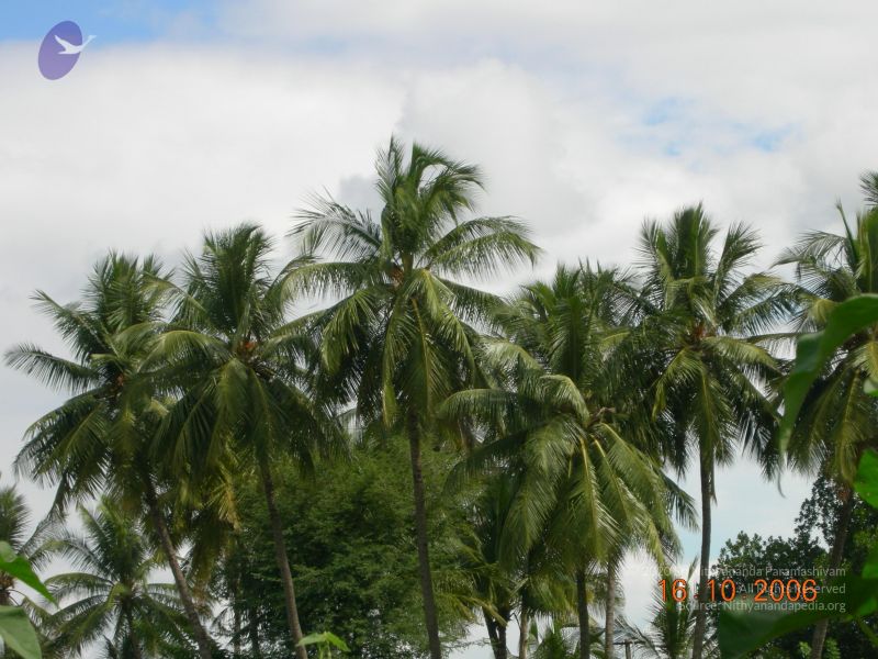 File:20061016 Photo 1047 1ESYnborTZ6M-qDWX5Vb3QvogZpBc97Re.JPG