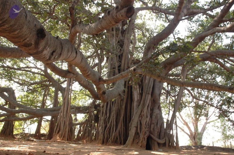 File:20061024 Photo 1035 1LWqaMW9JP2UWrC2cYgAK5TB IJNTzjsB.JPG