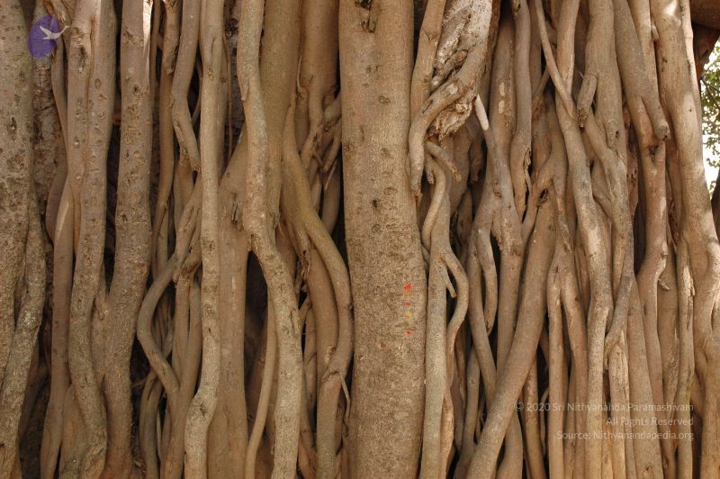 File:20061024 Photo 1048 16wvpF2t7msEcxu2nUIwbih0lt5j9kITG.JPG