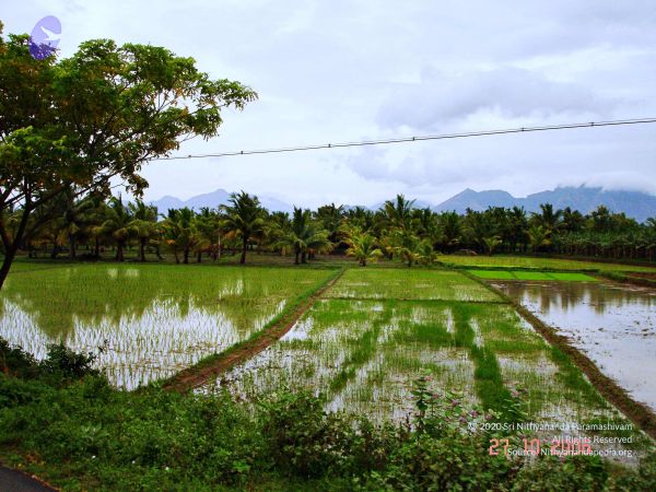 20061026th-27th Kodikannyatra Photo 154 125Bn8JL9p5Zxc1JGic8wnCtM2nEubOvL.jpg