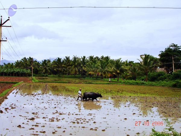 20061026th-27th Kodikannyatra Photo 155 114huS1A3ZmwJ6IrXkLjWt577rr1YegAh.jpg