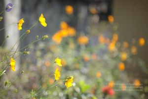 20061109 Photo 1097 1oQEpl20NPyaJsVJyFgxz3wo1ORi4vOUA.JPG