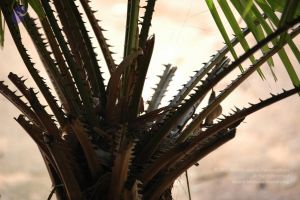 20061109 Photo 1117 1NeLJPRYnEKzWiQxN8T45nf-GWua52g9a.JPG