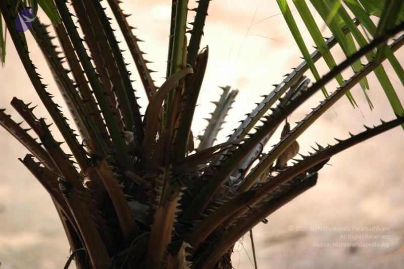 File:20061109 Photo 1117 1NeLJPRYnEKzWiQxN8T45nf-GWua52g9a.JPG