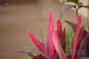 20061109 Photo 1127 1rclDTATCIUj SATsR8SswKB0yi9o9He8.JPG