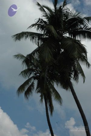 20061109 Photo 1150 1xWHA RJ3mQ6PB1Wd9GYyZ6C7YOE77j1o.JPG