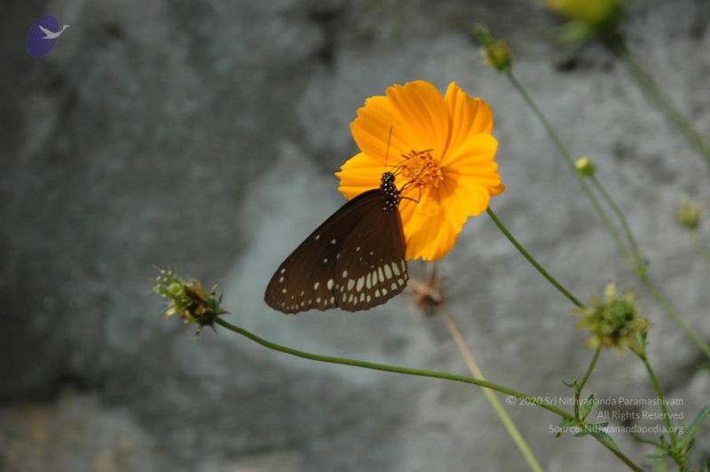 File:20061109 Photo 1611 1C5MzTW1kVq2F1QrCSBq8L YzN80-EXhk.JPG