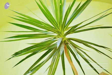 20061110 Photo 735 1xdEsQGW9TWXTcJjcITyvTg9zGHi82KMA.jpg