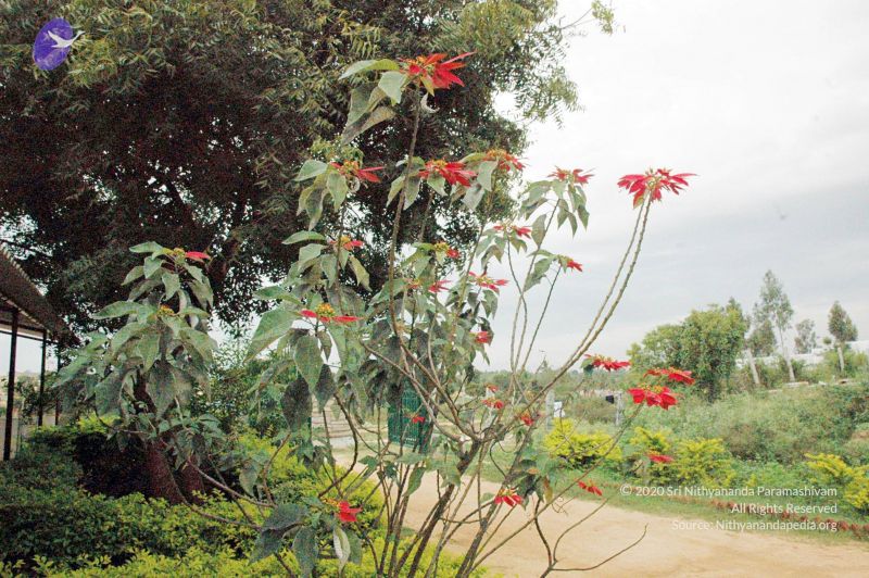 File:20061120 DSC 2499 CMP WM01.jpg