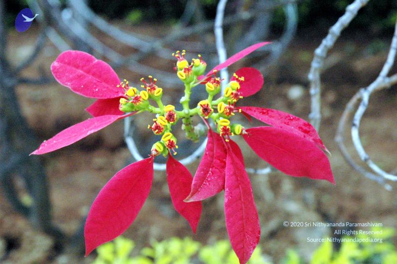 File:20061120 DSC 2500 CMP WM01.jpg