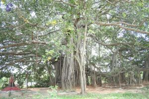 20061212 2600 CMP WM.jpg