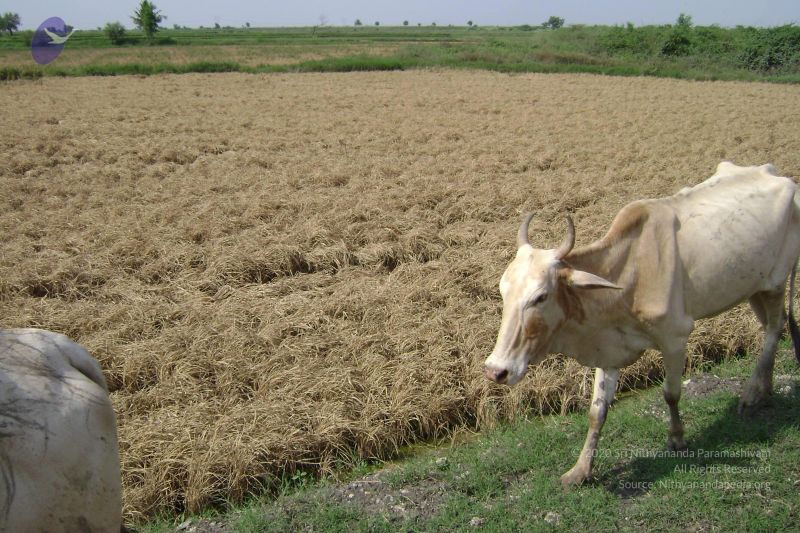 File:2006 DSC01654 CMP WM.jpg