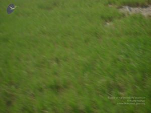 2006 DSC01772 CMP WM.jpg