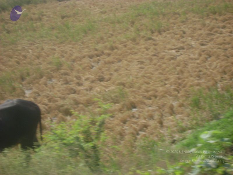 File:2006 DSC01778 CMP WM.jpg