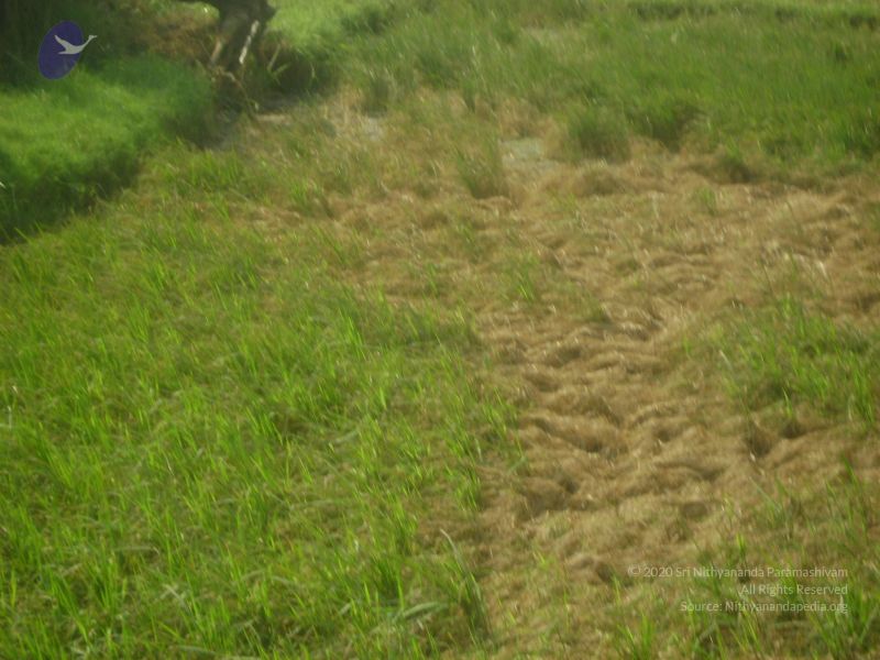 File:2006 DSC01779 CMP WM.jpg