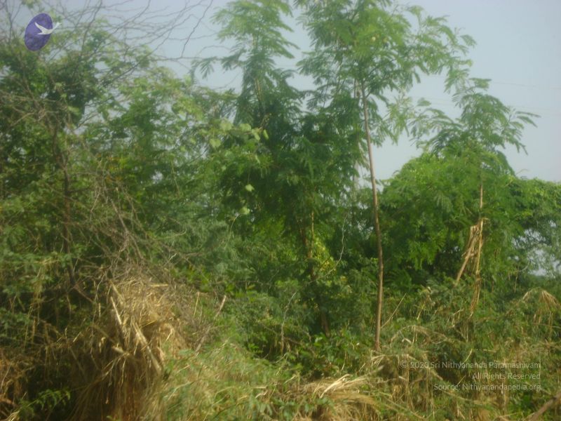 File:2006 DSC01782 CMP WM.jpg