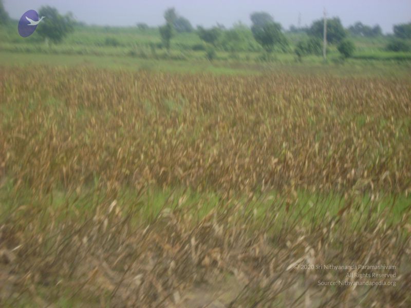 File:2006 DSC01785 CMP WM.jpg