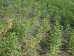 2006 DSC01794 CMP WM.jpg