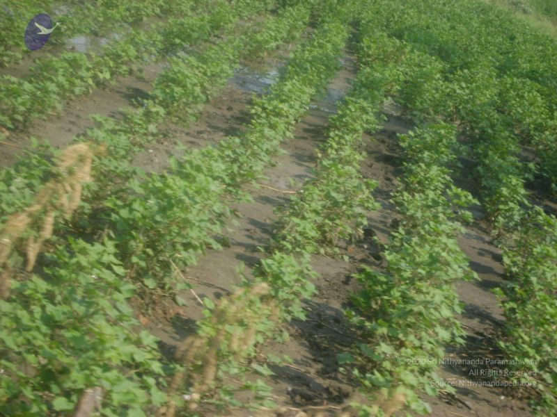 File:2006 DSC01794 CMP WM.jpg