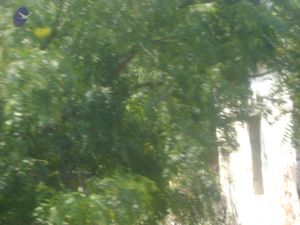 2006 DSC01799 CMP WM.jpg