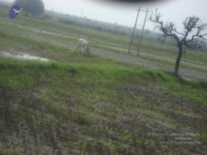 2006 DSC01803 CMP WM.jpg