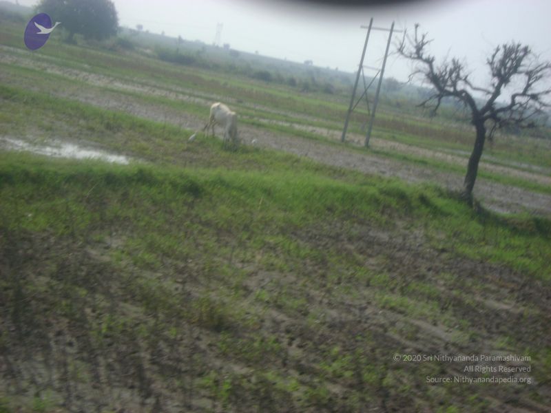 File:2006 DSC01803 CMP WM.jpg