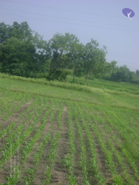 File:2006 DSC01812 CMP WM.jpg