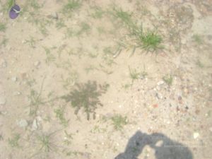 2006 DSC01871 CMP WM.jpg