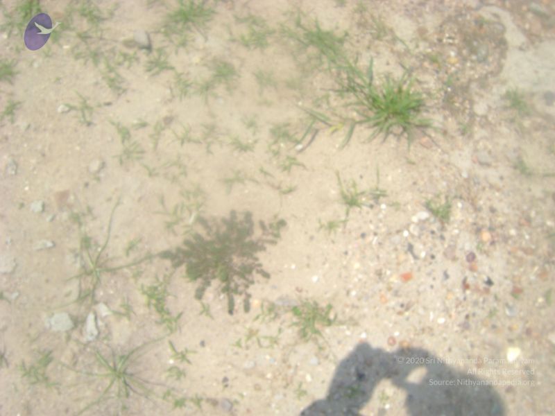 File:2006 DSC01871 CMP WM.jpg