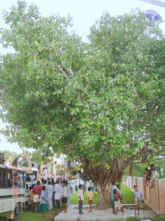 2006 Ratham Navalur Kuttapattu Photo 136 1ok09eR1yATNub10BMM6nWd1hhEgcQTdu.jpg