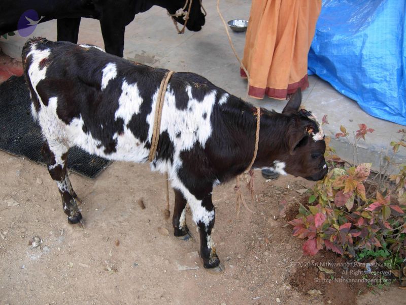 File:20070101 Photo 1018 1zO84ggRXLbd6qW0VD9kN4AT inDnpT0q.JPG