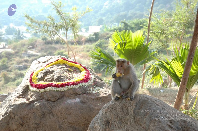 File:20070112 7516 CMP WM.jpg