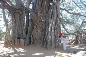 20070224 Photo 2224 1bzoLfs5mLzAYqDxEQoCcYHF2xsSHcjQS.JPG