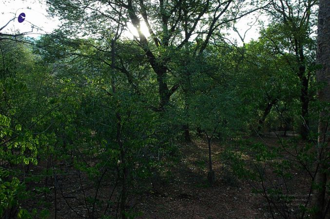 20070509 NUCourses Traditional Udal Kattumurthi 6714.jpg